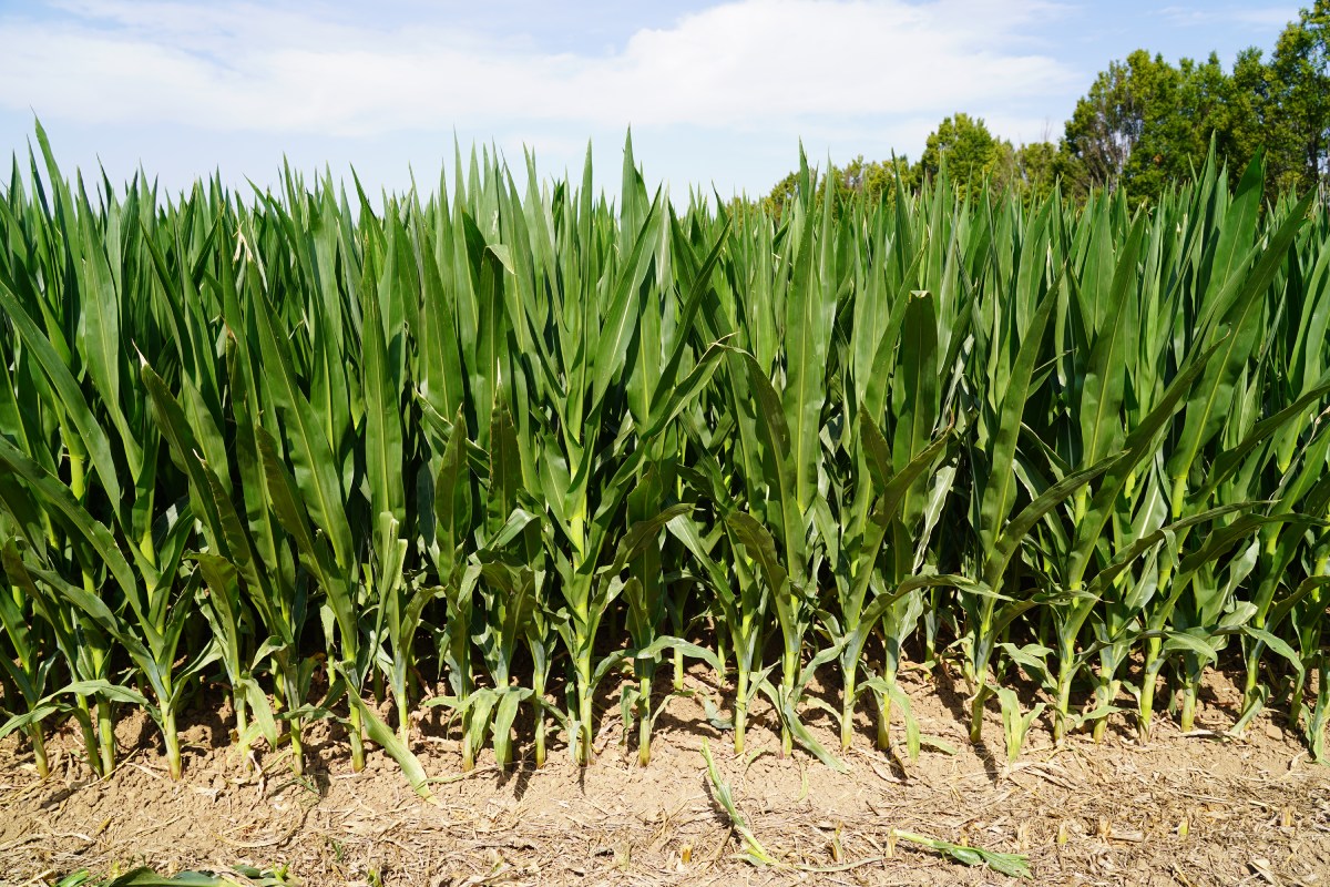 Lo smart corn di Bayer offre una copertura ottimale del terreno